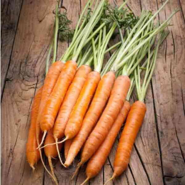 carrot-berlicum-seeds-3 carrot-berlicum-seeds-3