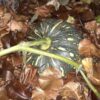kent-pumpkin-seeds-1