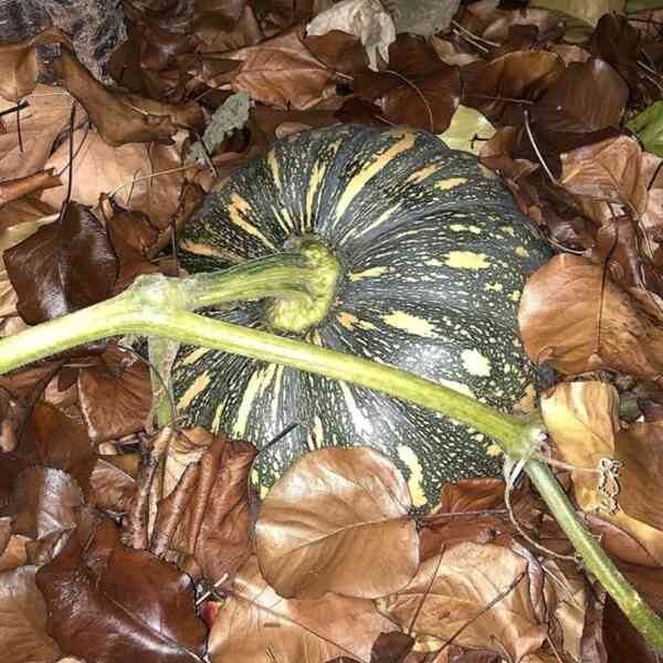 kent-pumpkin-seeds-1 kent-pumpkin-seeds-1