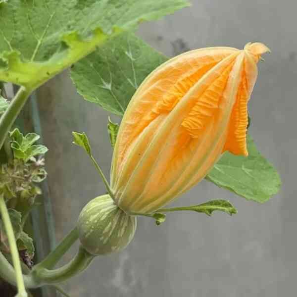 kent-pumpkin-seeds-2 kent-pumpkin-seeds-2