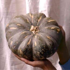 Pumpkin Kent