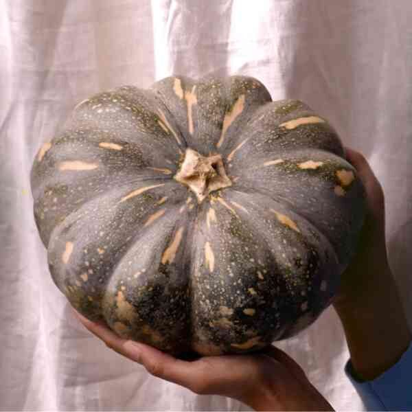 kent-pumpkin-seeds kent-pumpkin-seeds