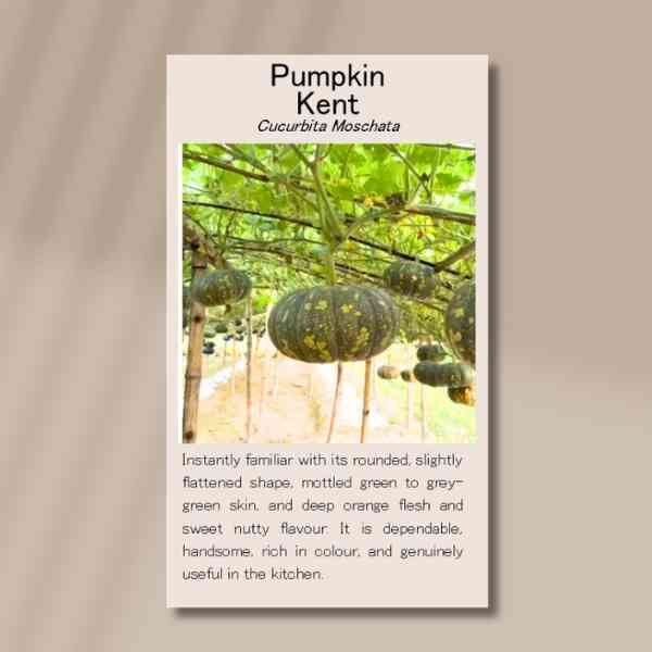pumpkin-kent-front pumpkin-kent-front