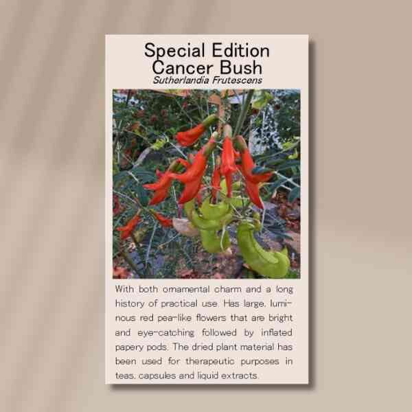 cancer-bush-front Cancer bush front