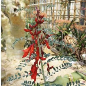 Cancer bush seeds 1