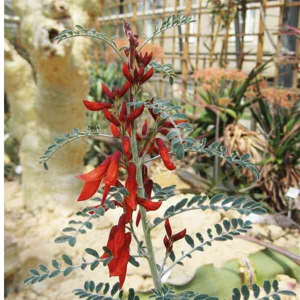 cancer-bush-seeds-1 Cancer bush seeds 1