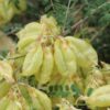 Cancer bush seeds 3