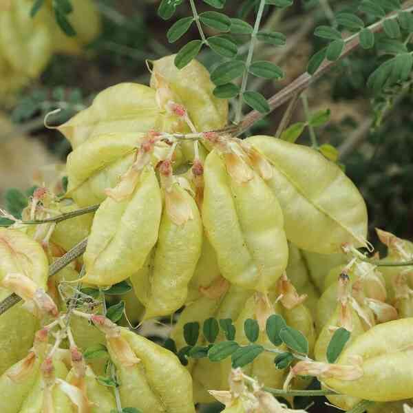 cancer-bush-seeds-3 Cancer bush seeds 3
