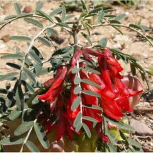 Cancer bush seeds