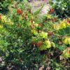 Cancer bush seeds 4