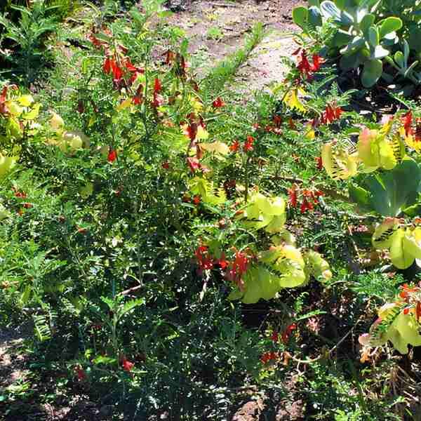 cancer-bush-seeds-4 Cancer bush seeds 4