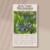 front of blue quandong seed packet
