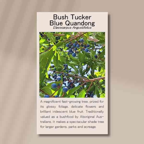 blue-quandong-front front of blue quandong seed packet