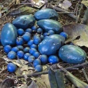 a pile of blue quandong fruits sitting on leaf litter beneath a tree