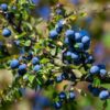 a branch laden with ripe blue quandong seeds