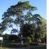 a blue quandong tree in a park setting