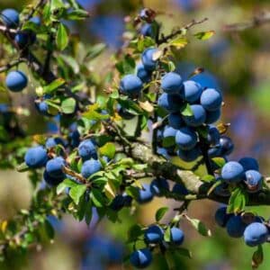 a branch laden with ripe blue quandong seeds