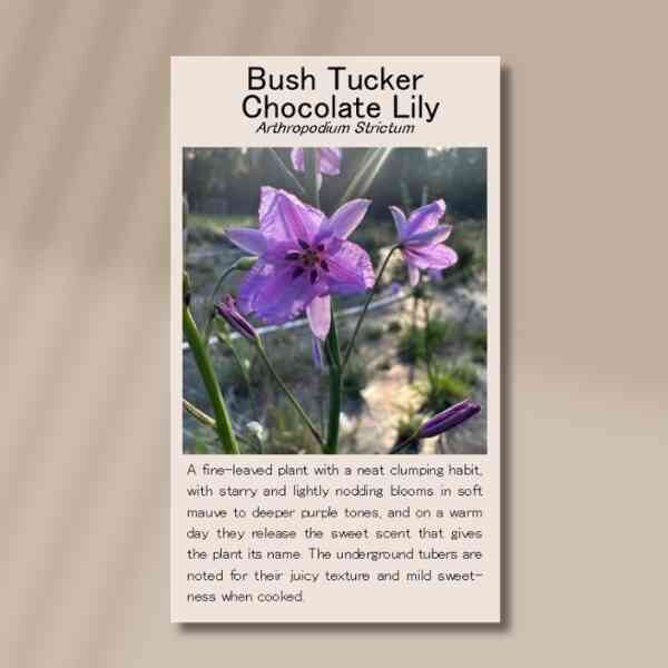 chocolate-lily-front Chocolate lily front