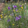 Chocolate lily seeds 1