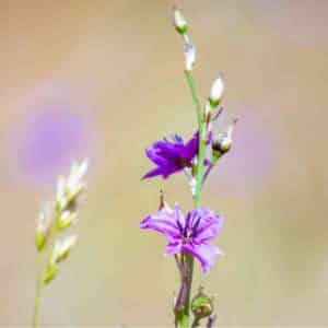Chocolate lily seeds 2