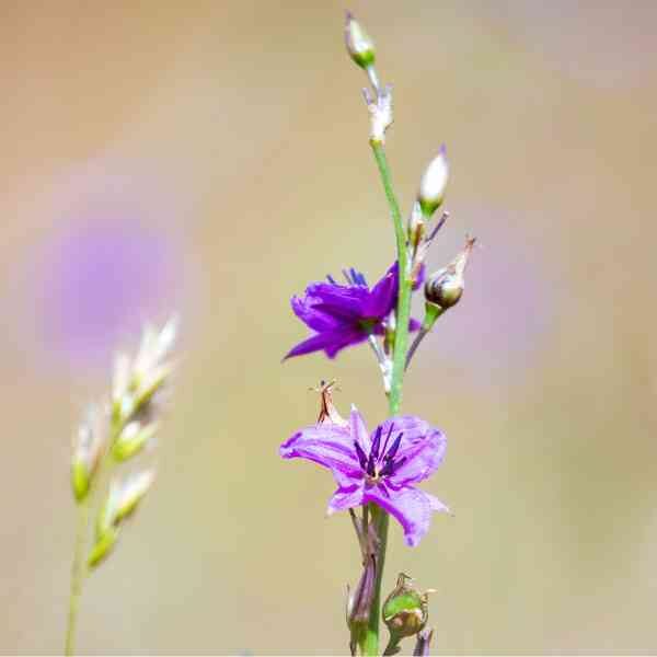 Chocolate lily seeds 2