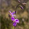 Chocolate lily seeds 3