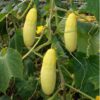 three jefferson cucumbers hanging on the vine