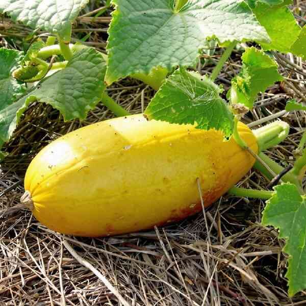 cucumber-jefferson-seeds-6 cucumber jefferson lying on the ground under a vine