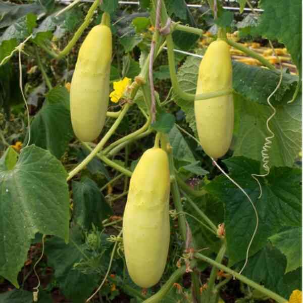 cucumber-jefferson-seeds three jefferson cucumbers hanging on the vine