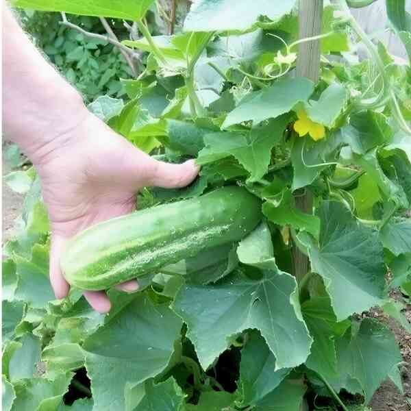cucumber-spacemaster-seeds-1 a hand holding a spacemaster cucumber on the vine
