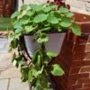 raised garden bed with spacemaster cucumbers tumbling over