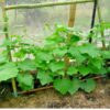 trellis leaning against a fence with spacemaster cucumbers growing up it
