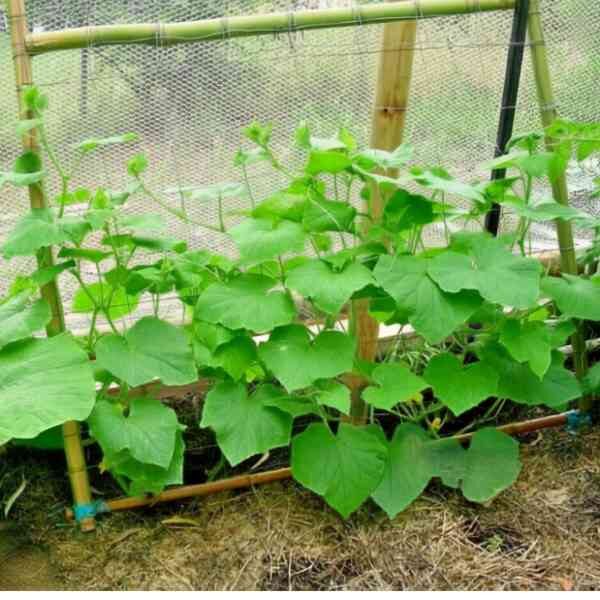 cucumber-spacemaster-seeds-2 trellis leaning against a fence with spacemaster cucumbers growing up it