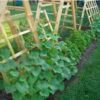 spacemaster cucumbers on a climbing frame