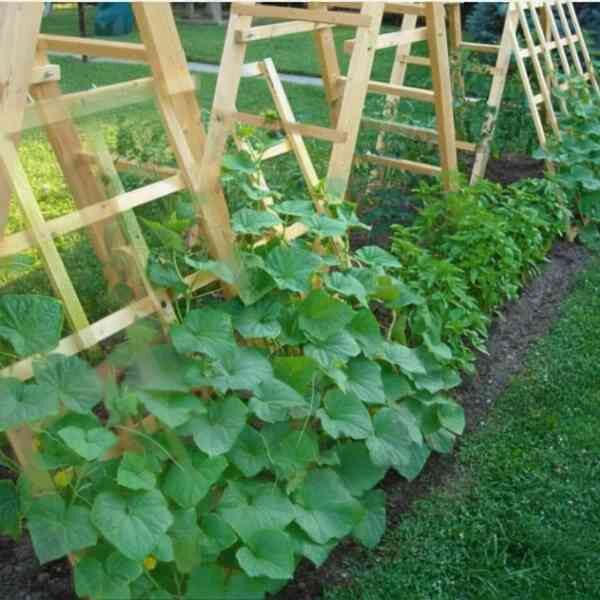 cucumber-spacemaster-seeds-3 spacemaster cucumbers on a climbing frame