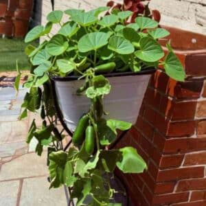 raised garden bed with spacemaster cucumbers tumbling over