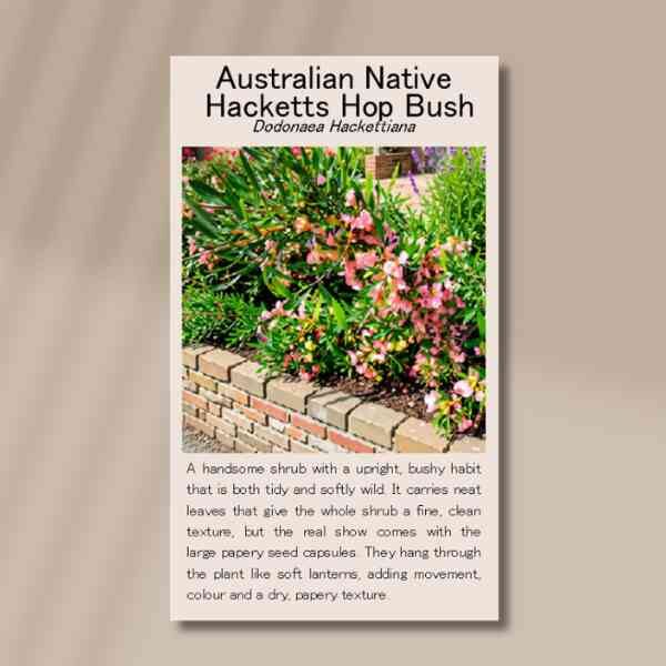 hacketts hop bush-seed-front Hacketts hop bush seed front