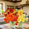 hand picked whirlybird flowers sitting in green glasses on a country kitchen bench