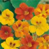 a close up of the nasturtium whirlybird flowers