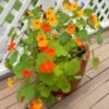 nasturtium whirlybird planted in a pot sitting on a wooden balcony with a white fence