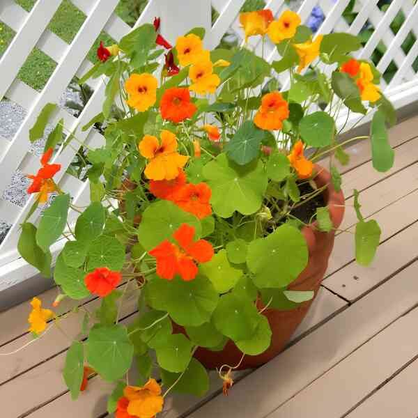 nasturtium-whirlybird-mix-3 nasturtium whirlybird planted in a pot sitting on a wooden balcony with a white fence