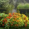 nasturtium whirlybird plants in a garden setting