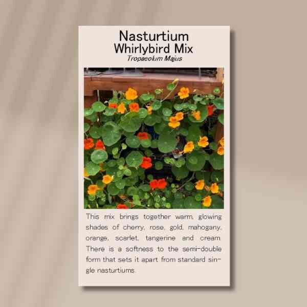 nasturtium-whirlybird-mix-front front side of a packet of nasturtium whirlybird seeds