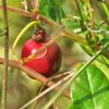 red panama passionfruit hanging from a vine