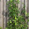 passionfruit-panama-red-seeds-2