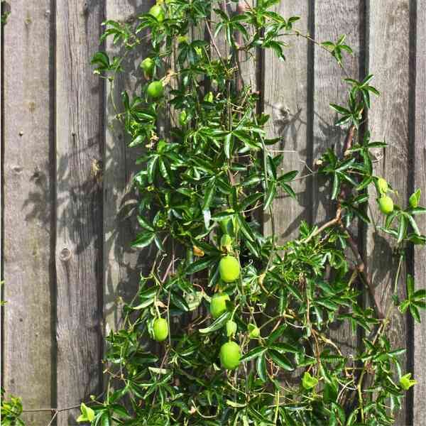 passionfruit-panama-red-seeds-2 passionfruit-panama-red-seeds-2