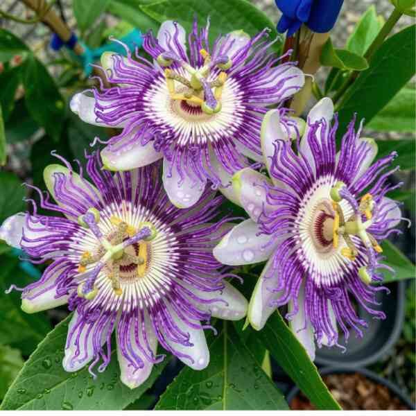 passionfruit-panama-red-seeds-3 three passionfruit red panama flowers on a bush