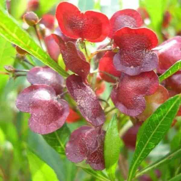 perth-hop-bush-seeds-1 Perth hop bush seeds 1
