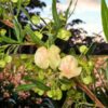 Perth hop bush seeds 2