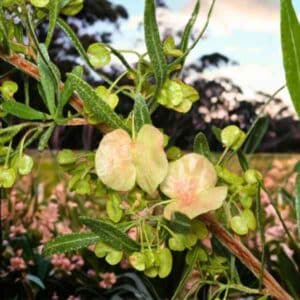 Perth hop bush seeds 2